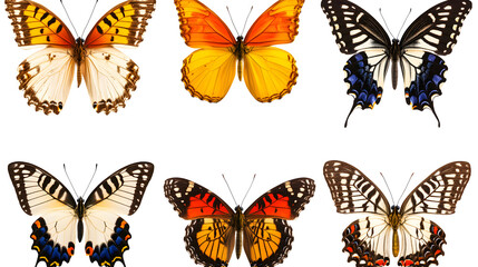exotic butterflies