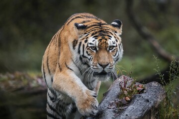 Majestic tiger in lush forest