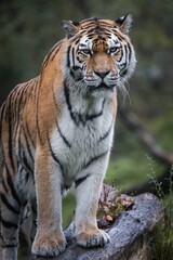 Majestic Tiger in Forest