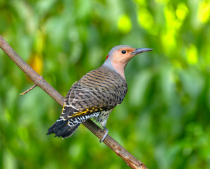 northern flicker bird standing on tree branch