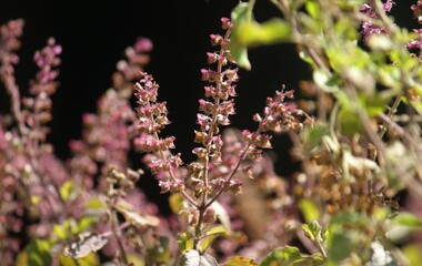 Holy basil purple flower closeup. Selective focus.