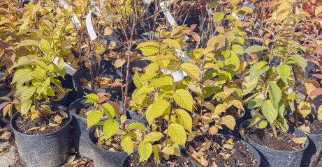 Row of potted plants with yellow leaves sit on a table