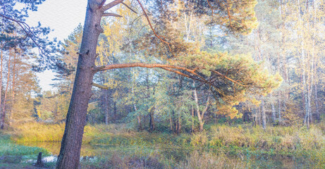 Tree with a long branch is in a forest