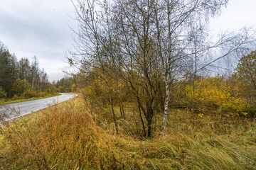 A road with a tree in the middle of it