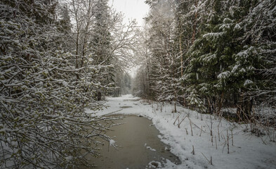 Snowy forest with a river running through it
