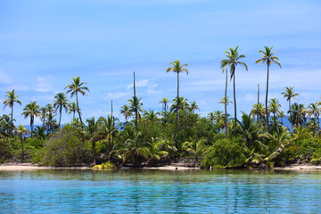 Coconut Palm Trees and Mangroves on an island in the San Blas Islands along the Caribbean Coast of Panama