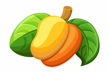 Tropical cashew fruit on white background vector illustration