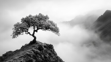 Lonely Tree Silhouetted Against Fog in Black and White atop a Mountain Ridge with Soft Misty Background