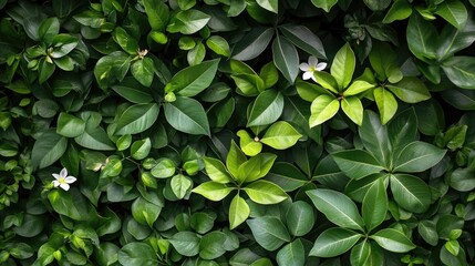 Vibrant lush green foliage with delicate white flowers forming a natural and refreshing backdrop for creative designs and presentations.