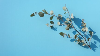Eucalyptus branch gracefully arranged on a light blue background, with soft shadows creating a tranquil and airy atmosphere ideal for text overlay.