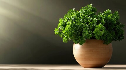 Fototapeta premium Lush green parsley leaves elegantly displayed beside a wooden pot on a table, with soft lighting enhancing the freshness and texture of the herbs.