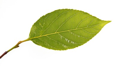 Lone green leaf with prominent veins resting on slender stems, set against a crisp white background showcasing its natural texture and color.
