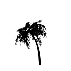 Obraz premium bamboo palm tree 