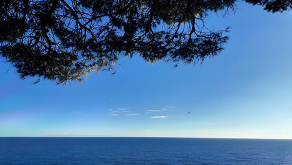 Beautiful panoramic sea view with clear blue skies, pine tree and a flying bird