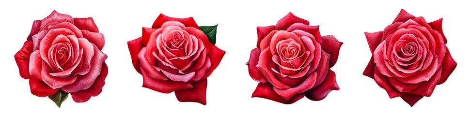 Watercolor Illustration of a Red Rose on Transparent Background