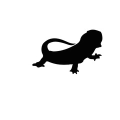 bearded dragon Desing