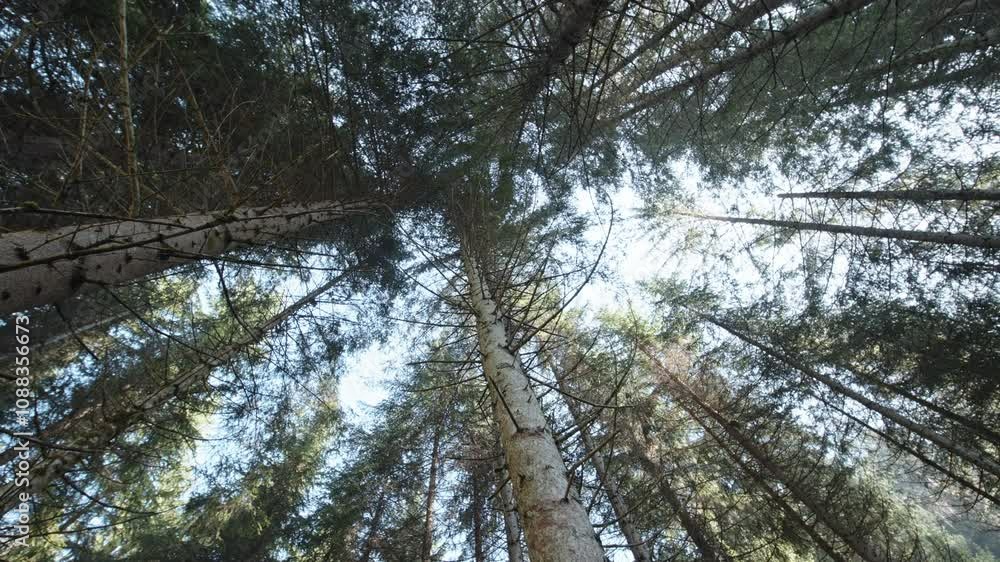 Poster Tall evergreen trees seen from below with sunlight filtering through the dense branches