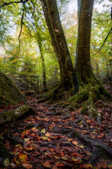 Forêt d'huelgoat 