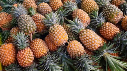 Fototapeta premium Bunch of ripe pineapples piled together, capturing the essence of tropical freshness 