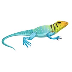 lizard