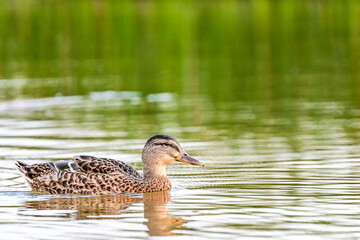 Wildlife of a female mallard (Anas platyrhynchos) with telephoto lens, duck at the lake with water and green forest in the background