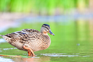 Fototapeta premium Wildlife of a female mallard (Anas platyrhynchos) with telephoto lens, duck at the lake with water and green forest in the background