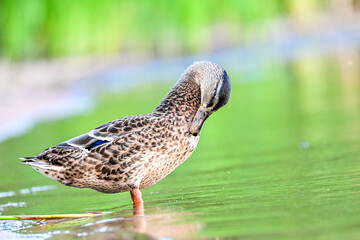 Wildlife of a female mallard (Anas platyrhynchos) with telephoto lens, duck at the lake with water and green forest in the background