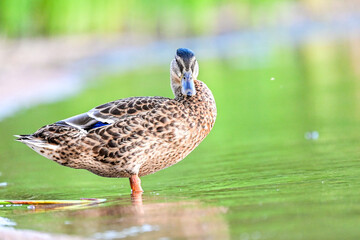 Wildlife of a female mallard (Anas platyrhynchos) with telephoto lens, duck at the lake with water and green forest in the background