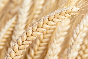 Naklejka premium close-up of golden wheat grains