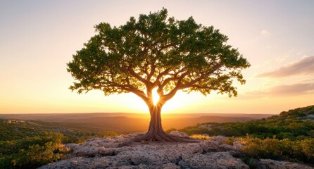 Majestic tree silhouetted against a vibrant sunset landscape