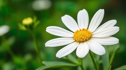 Obraz premium Close-up of a single white daisy with yellow center, blurred green background.