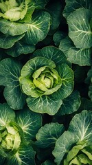 Obraz premium Fresh green cabbage heads surrounded by leafy greens.