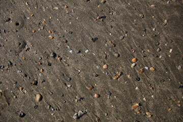 shells in the sand on the beach