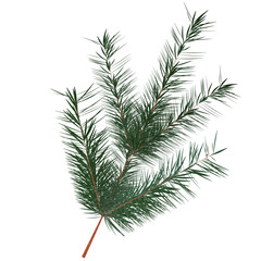branch of a pine