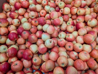 There are green-red apples a lot