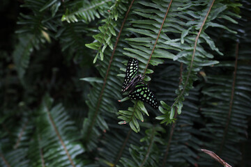 butterfly on a leaf