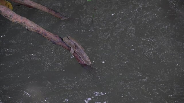 Climbing fish in mangrove forests in Thailand