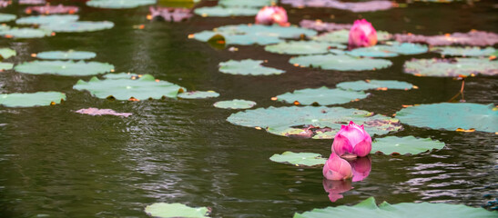 Lotus pond. Water lily close up. Sacred lotus flower in Buddhism. Calmness and tranquility. Spa...