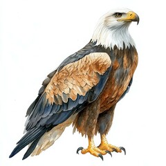Obraz premium Watercolor Illustration of a Bald Eagle