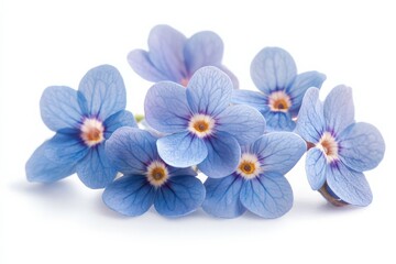 Obraz premium Blue Forget-Me-Not Flowers.