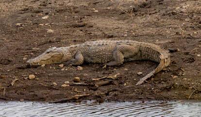 Fototapeta premium Majestic crocodile resting on the riverbank, blending into its natural habitat, showcasing the wild and intriguing world of reptiles and wildlife conservation in the aquatic ecosystem