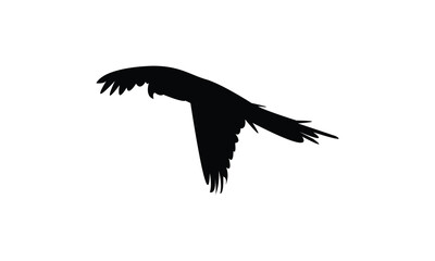 Parrot Silhouette Design  And Vector Illustration.  © Syed Zakir Hossen