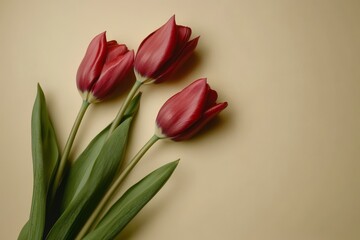 Fototapeta premium Three red tulips on a beige background, minimalist style, stock photo. National Tulip Day.