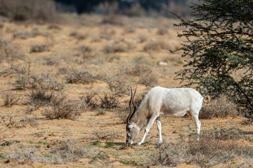 Addax Antelope, Addax nasomaculatus, Bou-Hedma National Park, Tunisia.