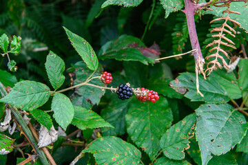 Close-up of wild berries, blackberries, in shades of red and purple, nestled among the leaves of a bush.