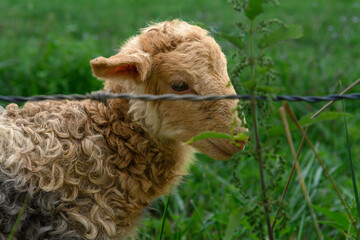 Close-up of the head of a newborn lamb behind the barbed wire of a rural fence, with the green grass faintly visible in the background