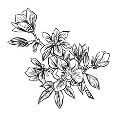 Ink, pencil, magnolia leaves and flowers isolate. Transparent line art background. Hand drawn nature picture.