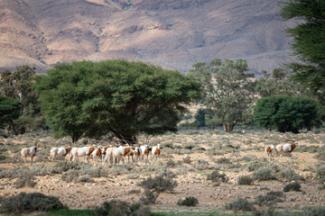 Scimitar-horned Oryx, Oryx dammah, Bou-Hedma National Park, Tunisia.