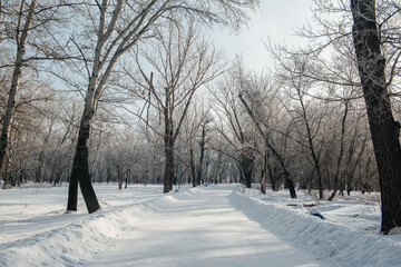a frosty winter morning in the alley, trees in white frost