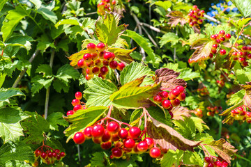 tasty berries hang on the branches